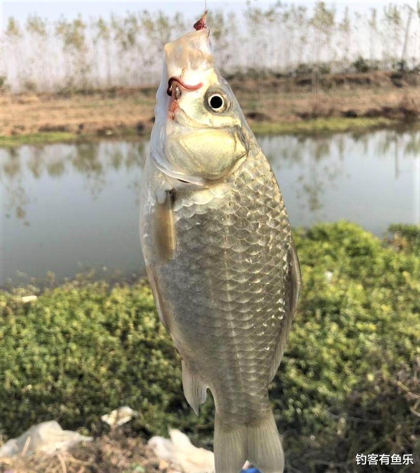 |早春天气越冷鲫鱼越好钓?记住这6字要诀,竿竿都是大鲫鱼