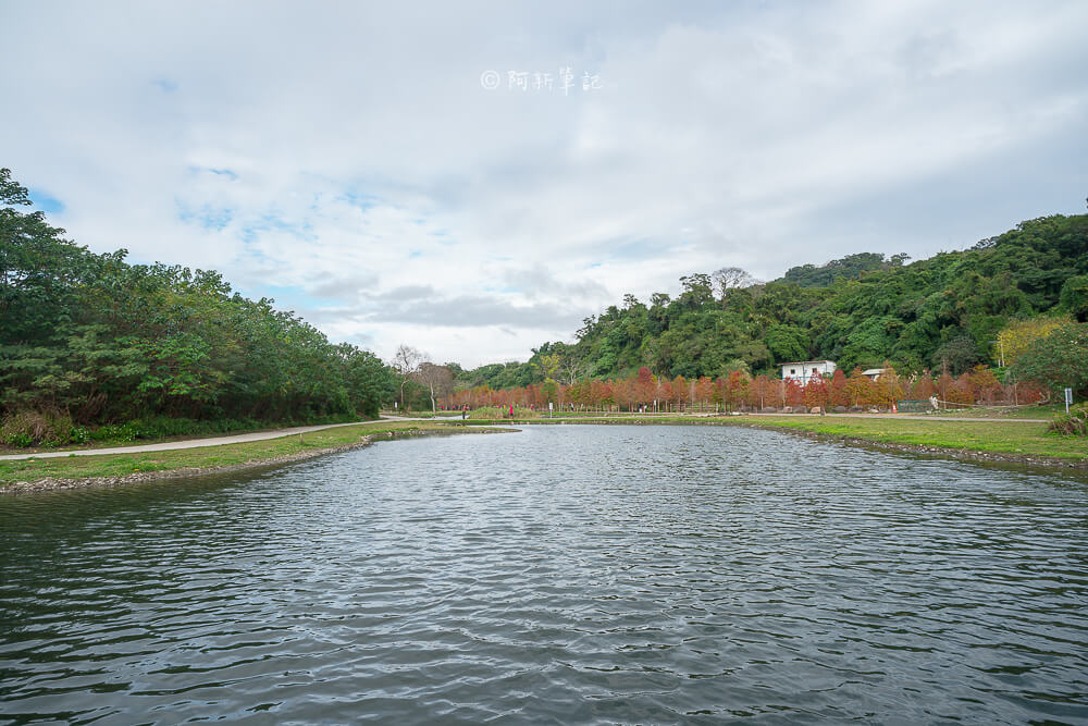 油菜花|大溪月眉落羽松隐藏桃园大溪月眉湿地，这一片大溪落羽松红了！湖畔倒影整个美爆