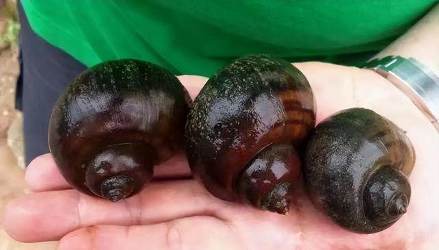 某地出现“粉色桑葚”,看似梦幻貌美,但实则有6000条寄生虫
