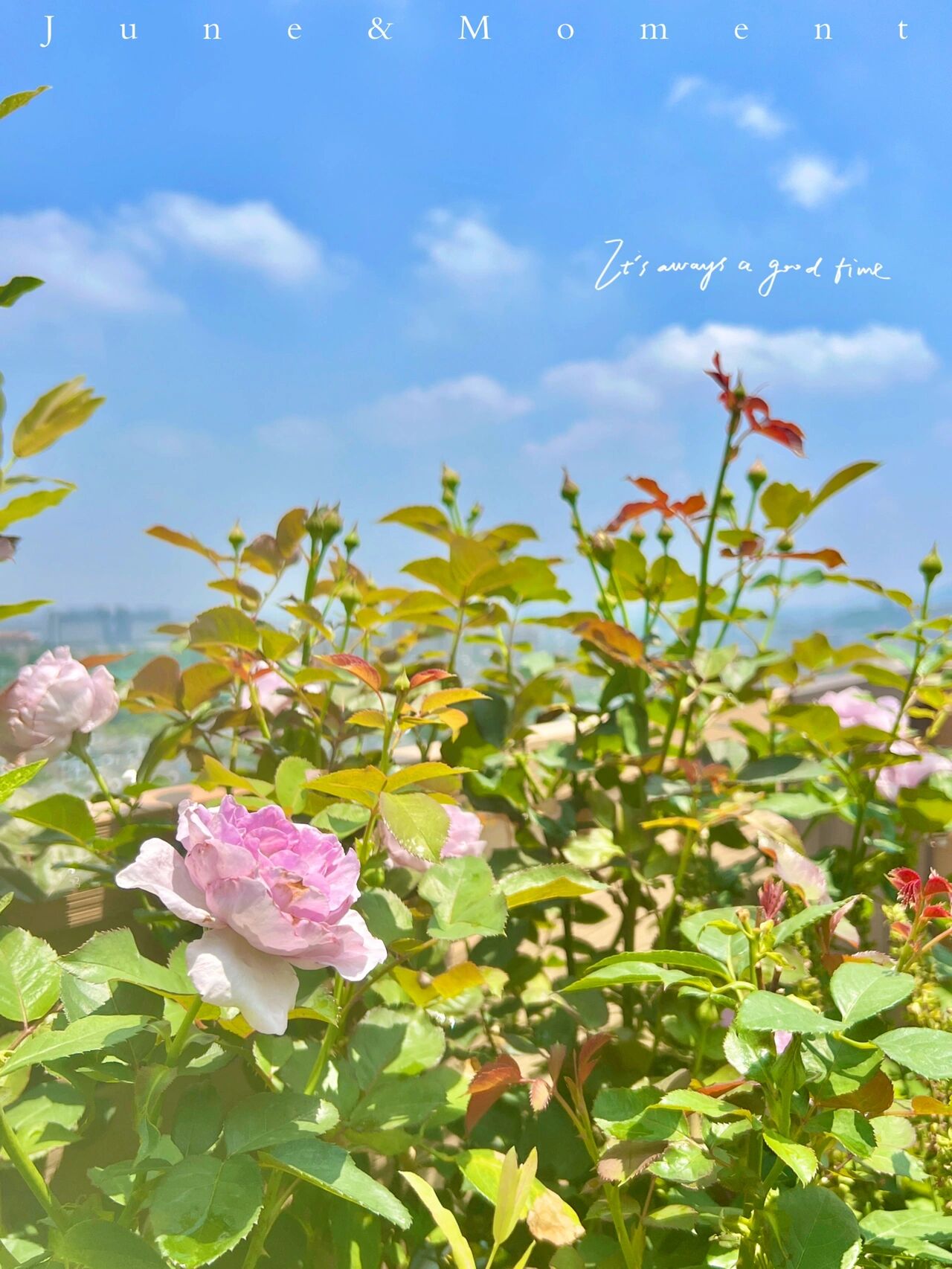 玄关|买一栋顶楼带露台的房子,只花2.2w打造个露台花园,比别墅还舒服