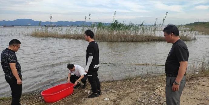 安徽渔民误捕“长江鱼王”,教科书式操作,不但没处罚还被表扬了