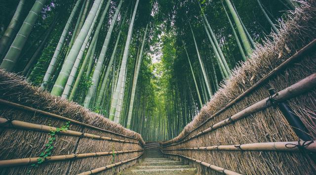 时隔130年的竹子开花，真会带来灾难？科学家：食物过多引发连锁