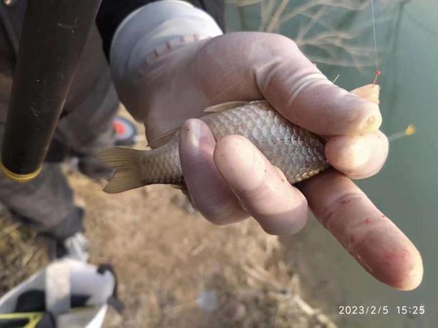 |不喜元宵人游街，只爱河边戏游鱼！