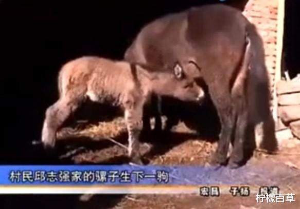 为什么会有人说骡子怀孕必死无疑?难道骡子真的不能传宗接代吗?