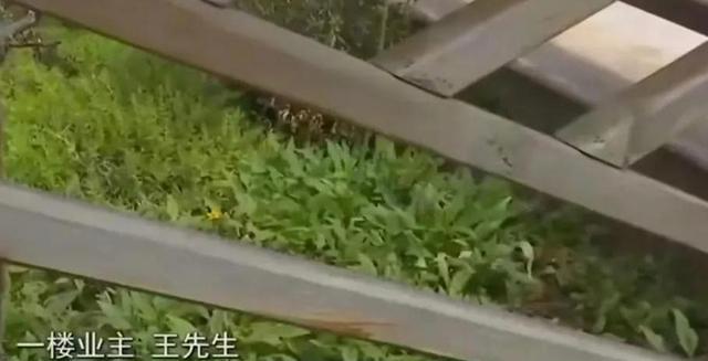 回顾:男子在自家院子种菜,准备可以吃的时候物业通知三天内铲掉