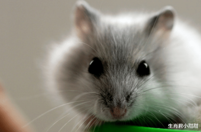 求职|职场苦尽甘来，生肖鼠拒绝平庸不断前进，披荆斩棘迎来希望