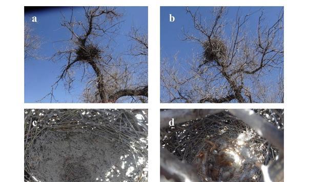 万万想不到！一只小虫子也能拥有非凡的建筑能力，构造还十分讲究