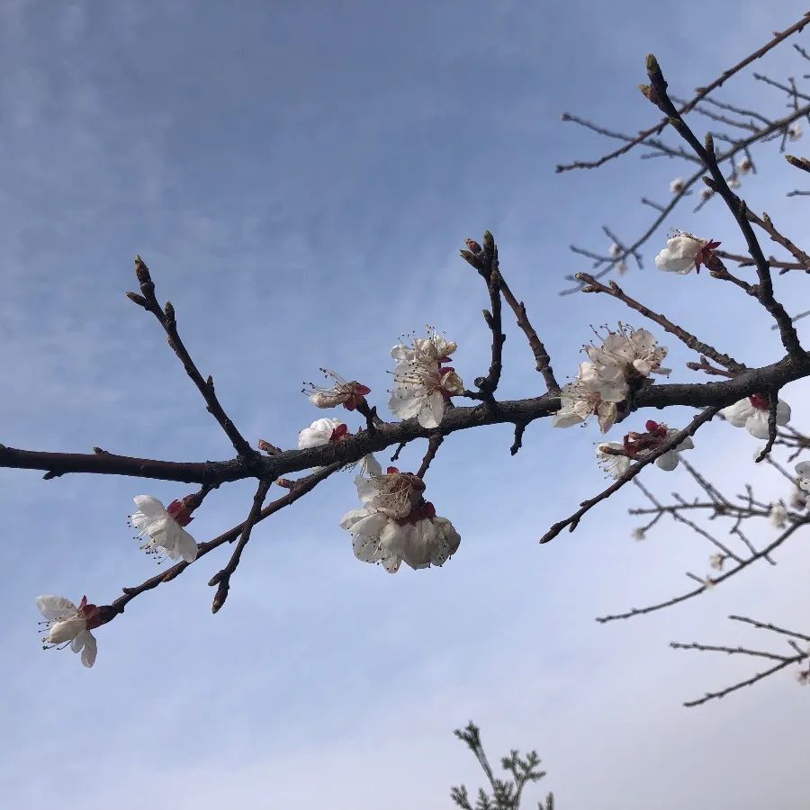 新疆维吾尔自治区|河南旅游：春暖花开踏青去，微风拂柳寄相思