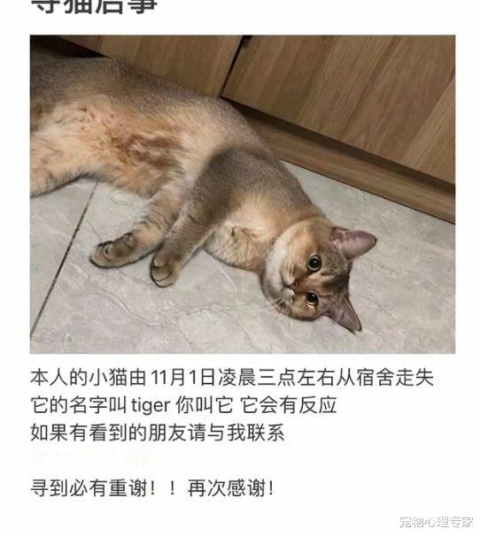 家猫走失一天,女子找寻途中投喂流浪猫,10分钟后收获“惊喜”