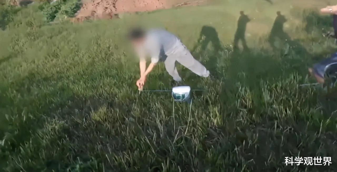 一公斤300元,蚯蚓遭灭绝式捕杀!电蚯蚓背后隐藏着怎样的危机?