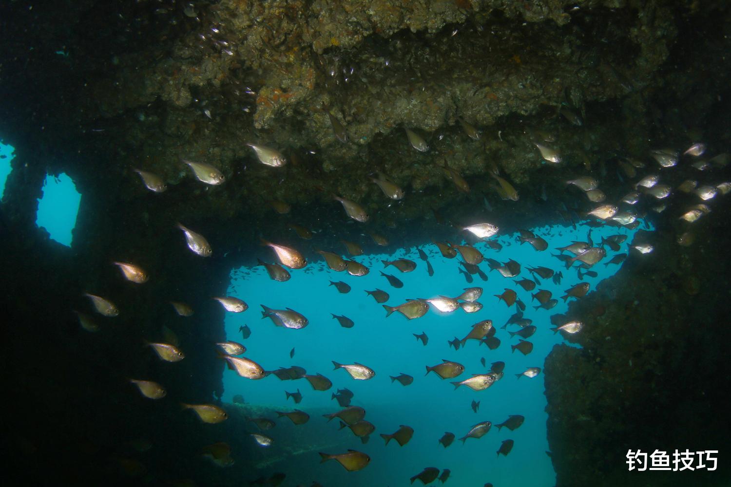 |为什么鱼都喜欢藏身在脏乱处?鱼喜欢藏身在脏乱处的三个原因