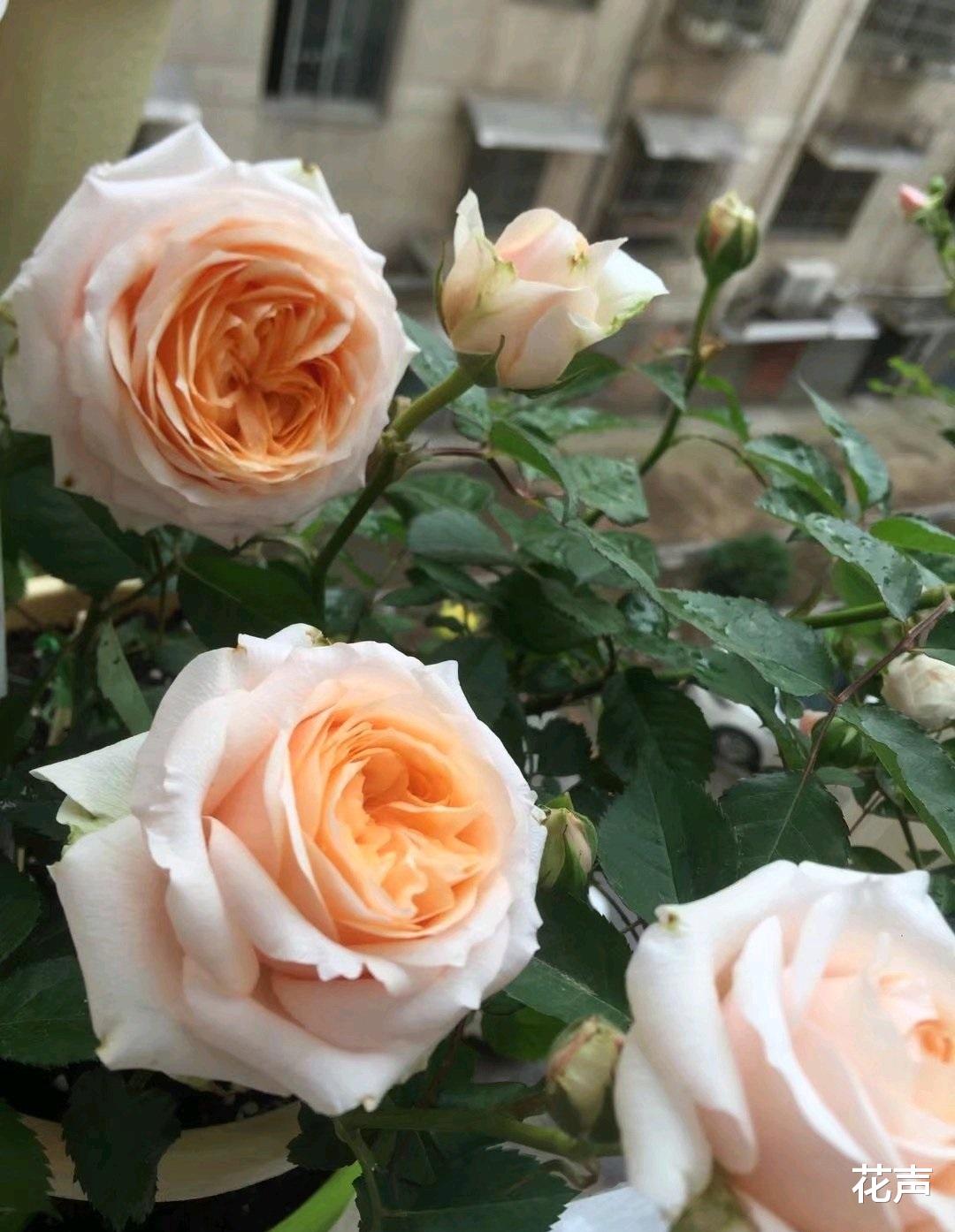 阳台养啥花好?养棵“彗星王阳台”吧,花朵又美又香,四季有花看