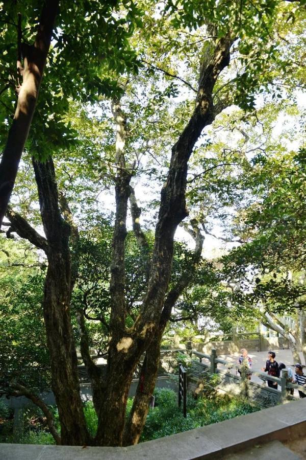 地球独子:曾全世界仅剩一株!配备守卫,种子送上太空只为拯救它!