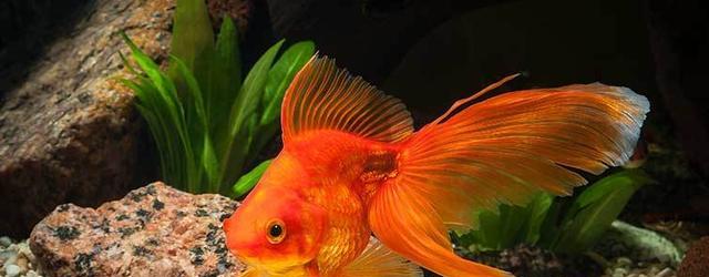 |英国老哥钓起巨金鱼，20多岁体重30公斤，还能继续长？