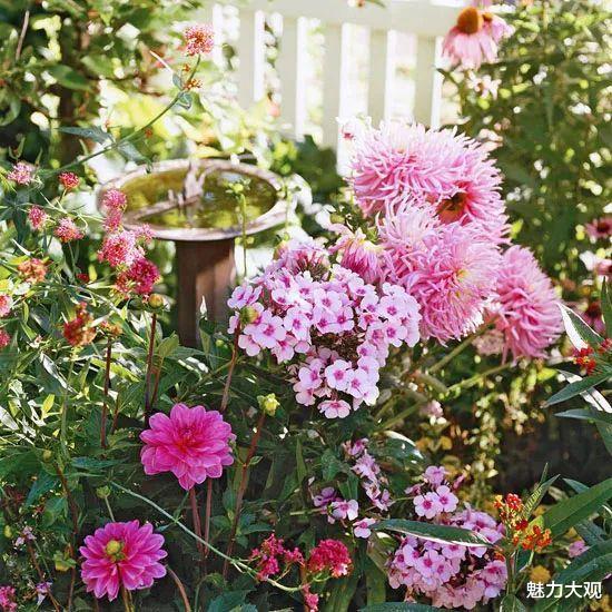 |想让你家的花园人人都羡慕，这些配色技巧学起来