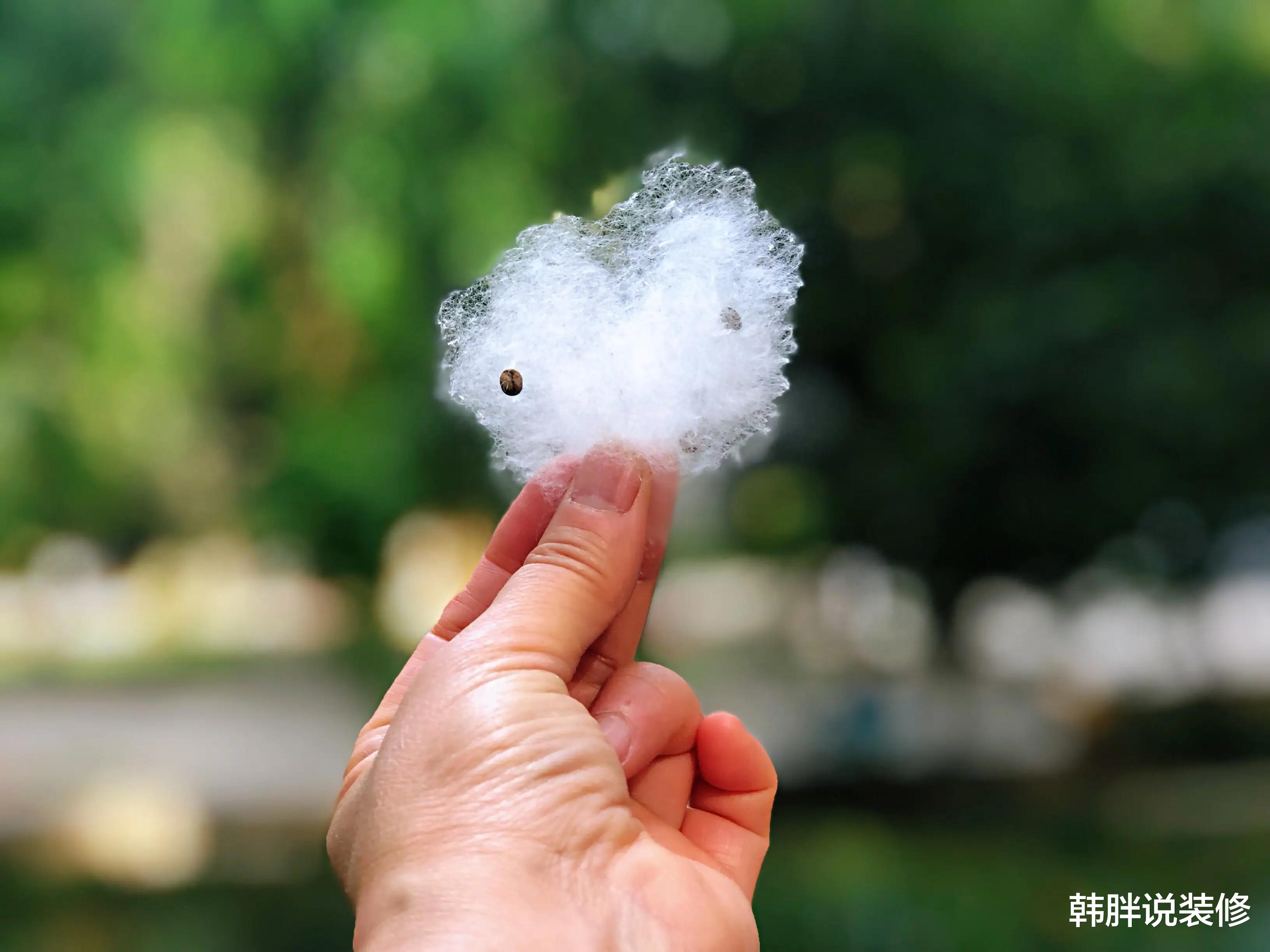 枸杞|“枕下有3物,健康、财富不迷路”,啥意思?3物分别是指什么?