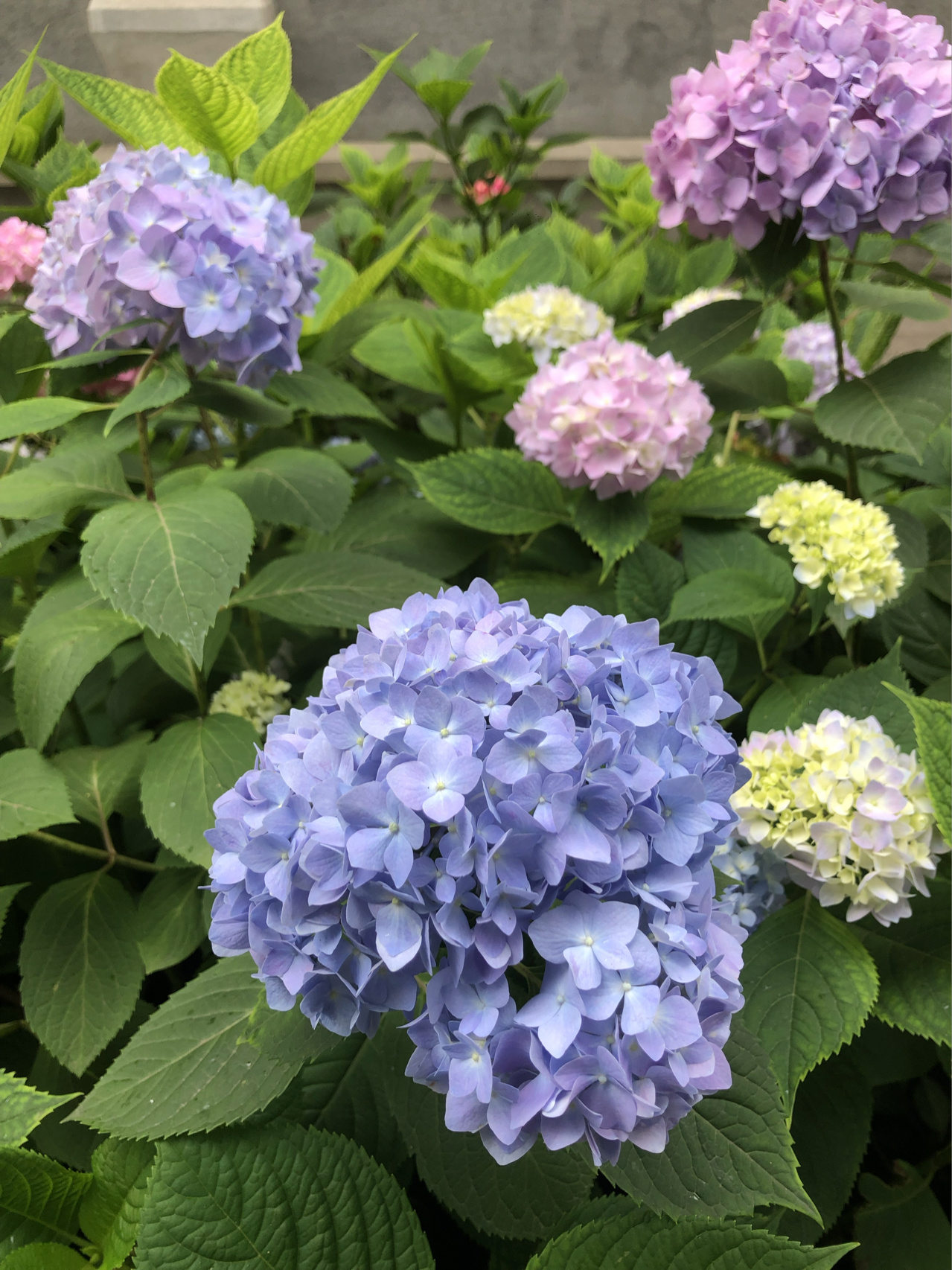 凌乱小院,自己动手搭配改造,变身浪漫的英式小花园