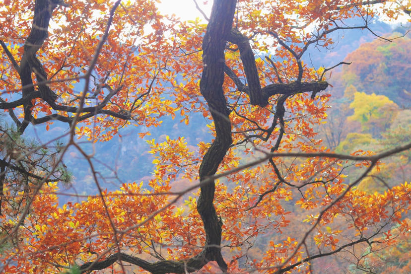大别山|大别山秋色|从马鬃岭到天堂寨,从安徽到湖北