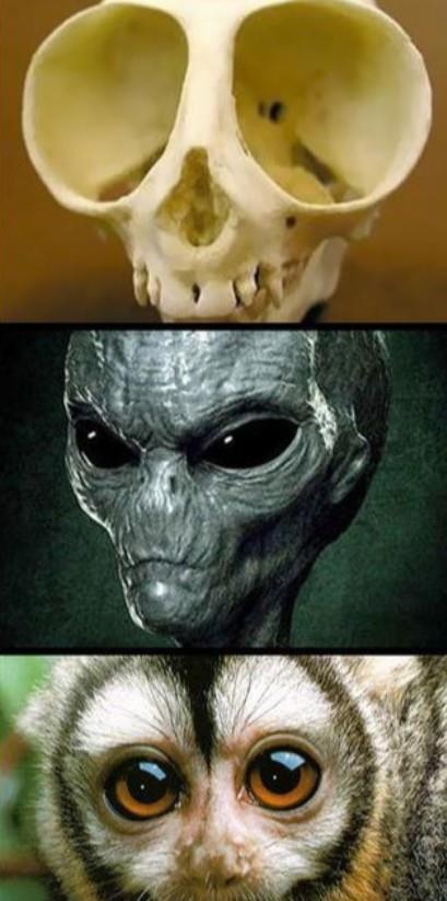 动物们的头骨和外形反差有多大?和预计的不一样