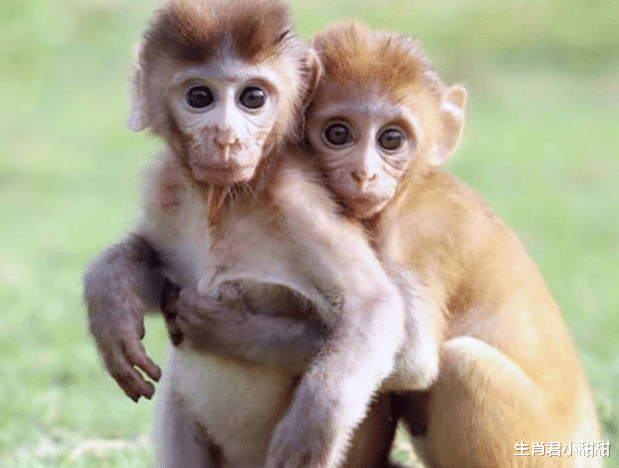 58同城|好运不停财运不断,属猴人在职场披荆斩棘,足够努力终能乘风破浪