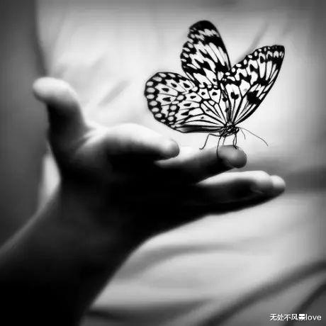 终于找全了:蝴蝶效应、青蛙现象、鳄鱼法则、木桶理论,值得收藏