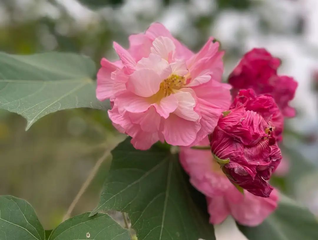 嘉州|波斯菊、芙蓉…绿心公园超美花海又来了！快去打卡！