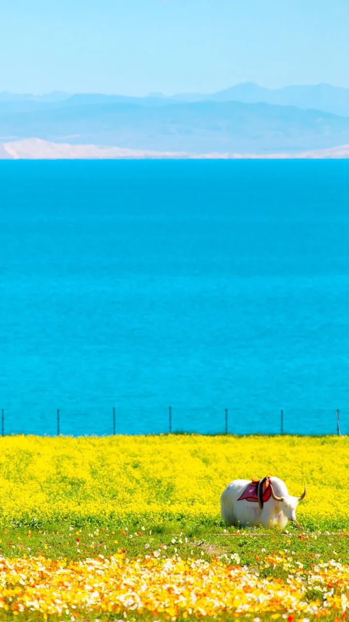 油菜花|美得不像样！七月的青海美景，你见过几个？