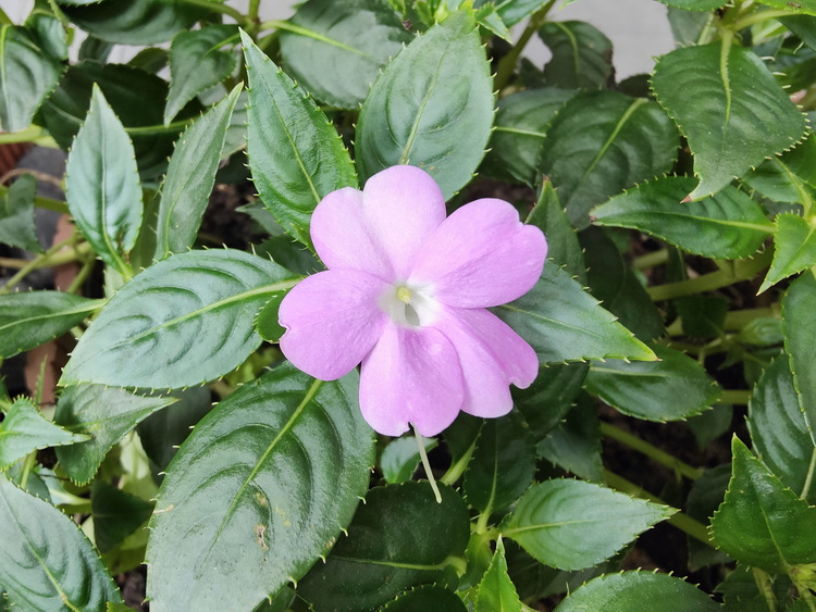 游戏手机|这款看似“出挑”的游戏手机，却令人感到有些纠结