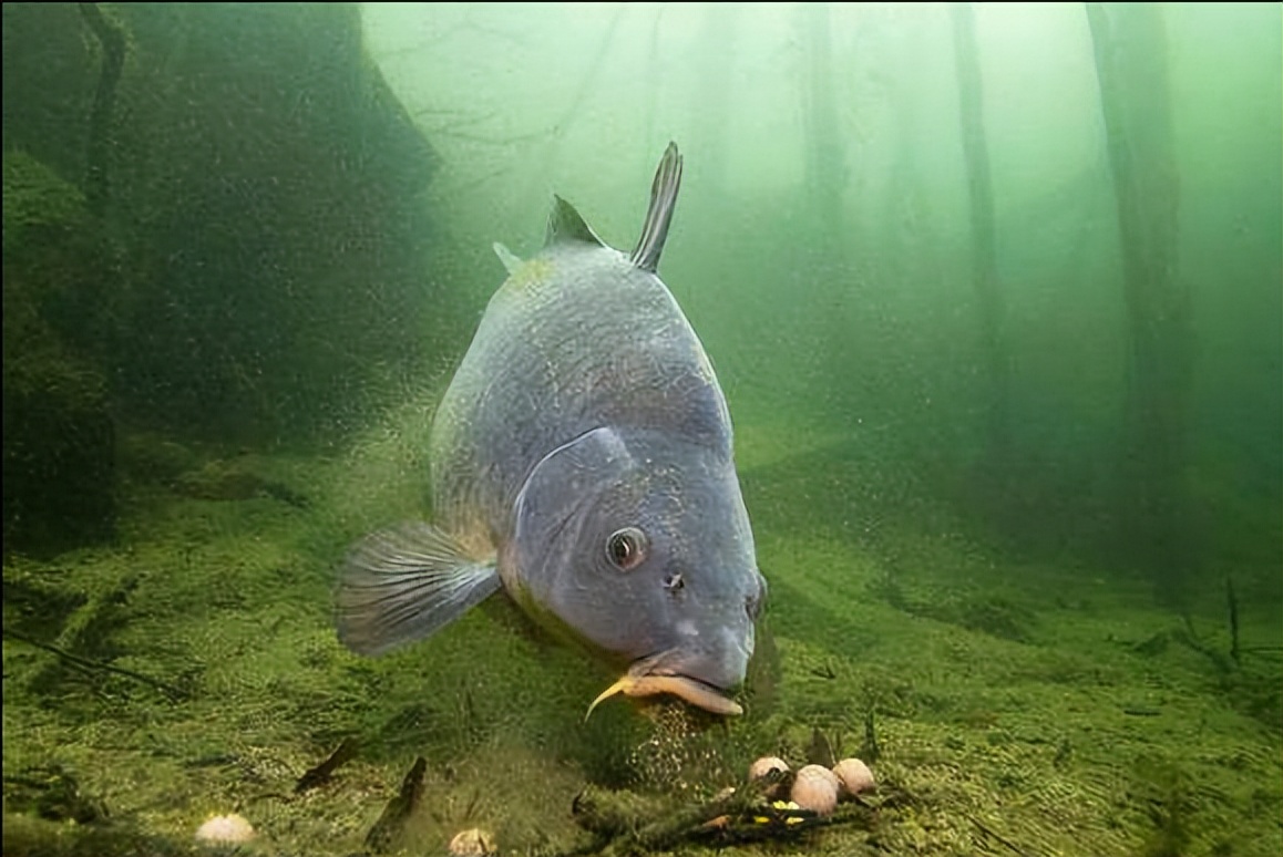 野狗子|冬天钓鱼如何寻找鱼窝?明白这几点规律,从此远离空军