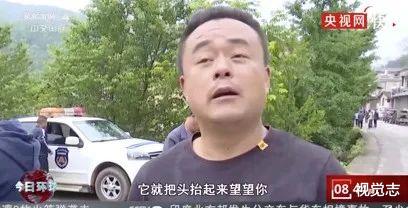 央视春晚|让这群大象走上春晚,是国人17个月的浪漫