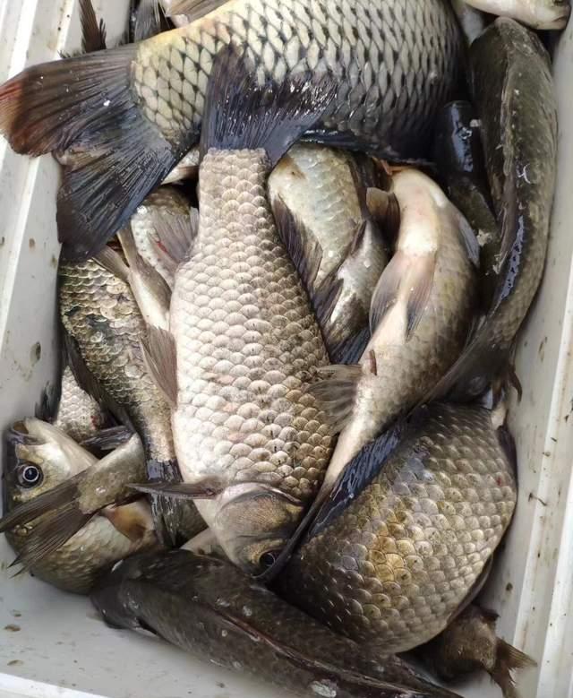 |仲春野钓鲫鱼思路浅谈，找草不是最优解，这种钓法渔获才好