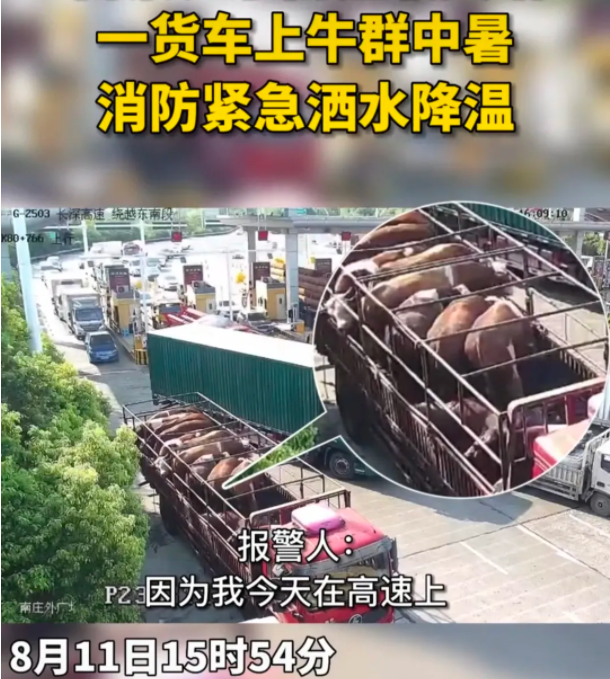 江苏南京。江宁区的一高速收费站出口,一位货车司机碰到一个大难题