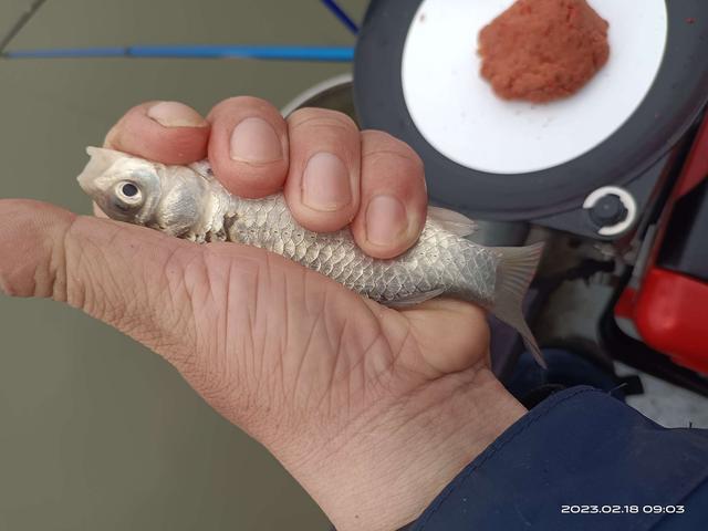 饵料|连杆停不下来,嘴都给乐歪了