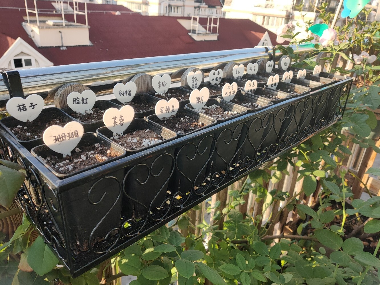 五年前买了顶楼,送了个10㎡小露台,自己折腾成空中花园,太美了