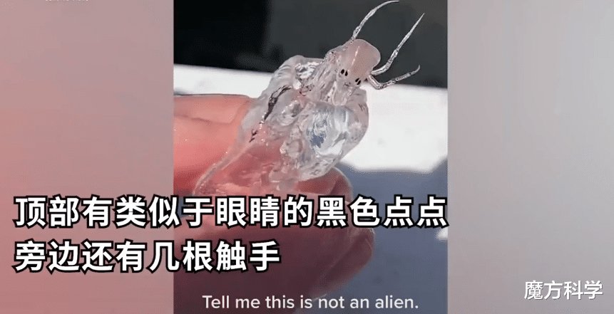 罕见!国外网友抓获一神秘透明生物,异形上演?对人类威胁有多大