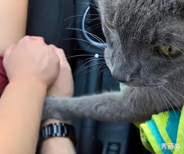 猫咪在生命最后一程紧握主人的手 让主人知道它很爱他