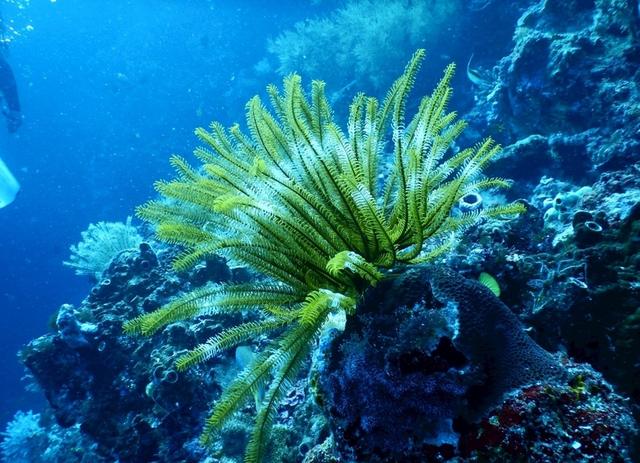 若是地球上所有海水都变成淡水,会发生什么?