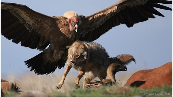 最凶的鸟有多厉害？外号“杀人鸟”，身高1米7，一脚踢飞铁板