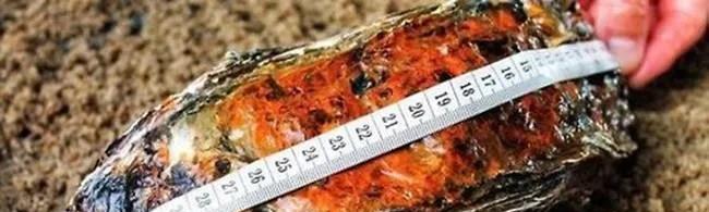 2019年他捕获一只1.44公斤大生蚝,结果2天后出价1.5万都不肯卖