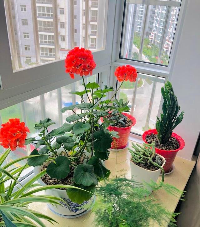 奶奶对我说，卧室别养7类花，仔细想一想，不是“迷信”是科学