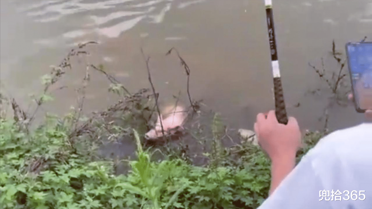 贵州|钓鱼“钓”头活猪!贵州男子垂钓的罕见经历,随后的做法出乎意料
