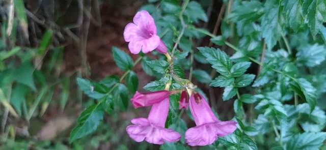 昭通|重走来时的路！云南昭通乐居镇周家口子村散步记