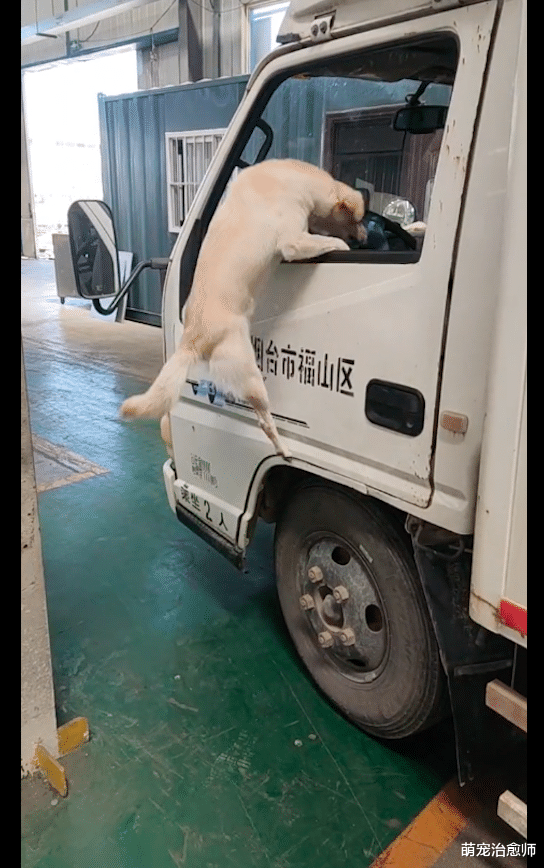每当主人叫狗狗，它都会跳到大货车副驾驶位上，简单幸福的陪伴！