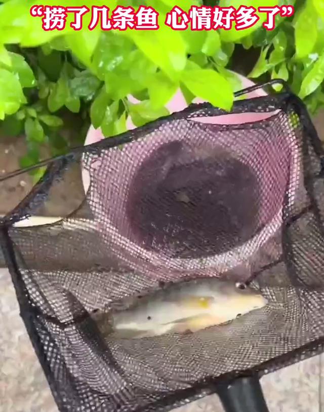 海南一地库积水,男子爱车被淹却捞回几十条鱼,男子:心情好多了