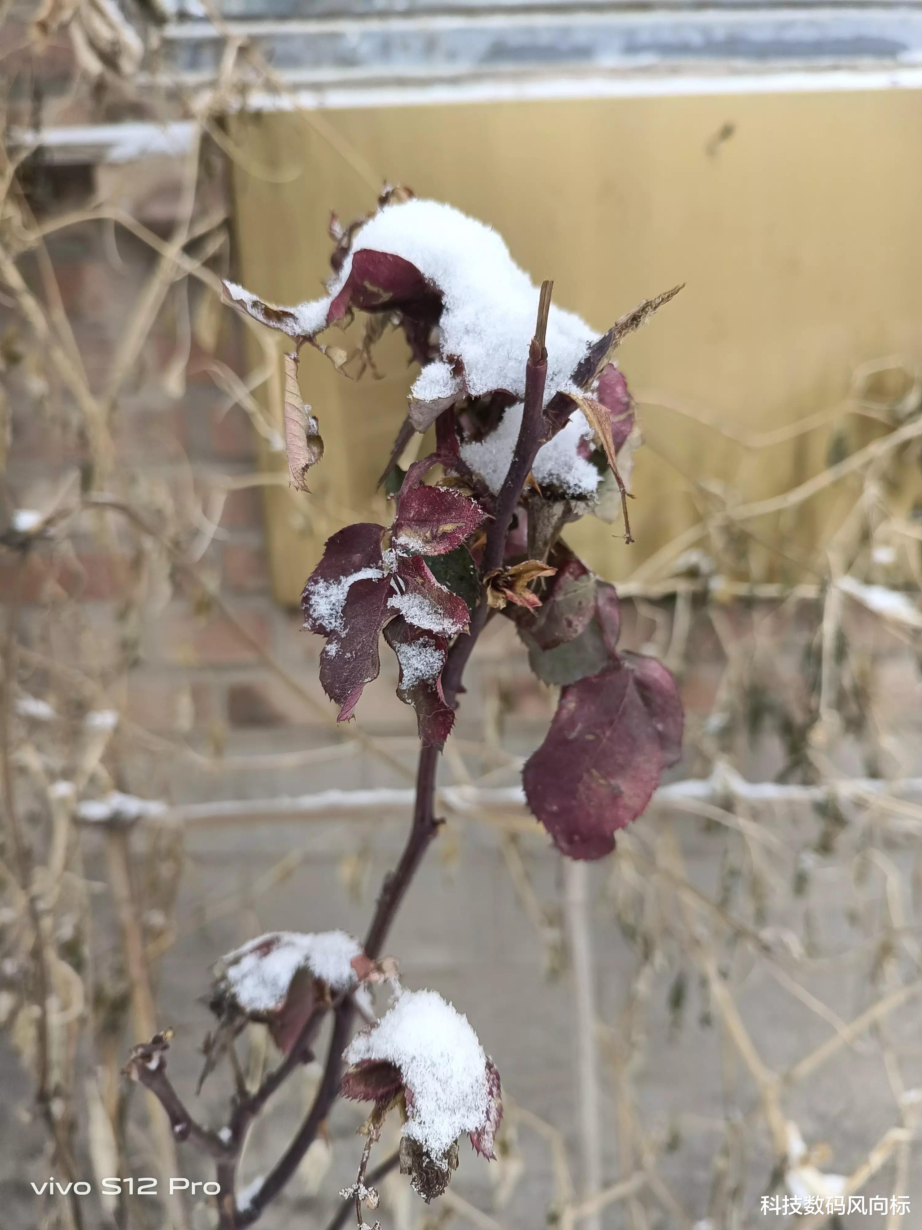 vivo s12|vivo S12镜头记忆下的2022年第一场雪