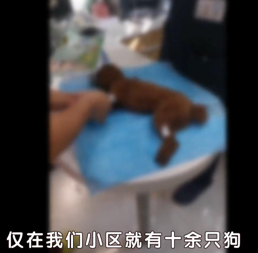 北京这个小区连死十多条宠物犬!投毒嫌疑人已到案,或将被判刑