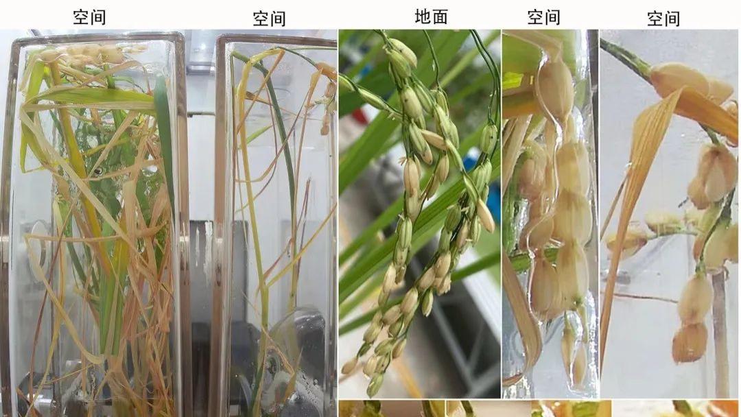 硬核！中国人在空间站种的水稻回地球了