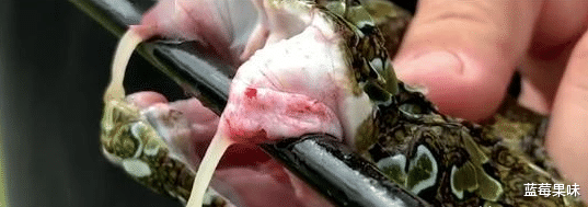 莽山|毒蛇界的顶级流量明星,上过央视,卖出天价——莽山烙铁头