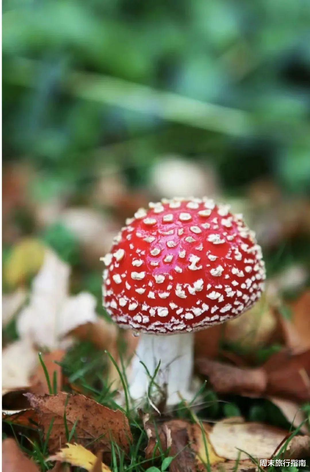 野生菌|刘亦菲新剧刷屏!均温20℃的神仙取景地,私藏“全国最毒”美味,吃过就上头!