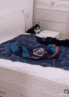 二哈精力过盛难驯服，被主人拉到集市上卖，看到眼睛后没人敢收